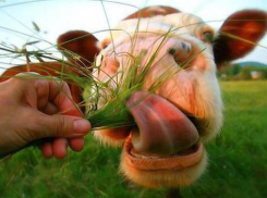 На Кубани производителя кормов подозревают в неуплате 15 млн рублей налогов