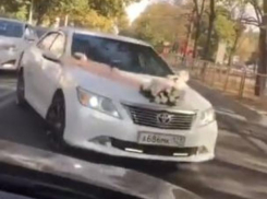 В Краснодаре свадебный кортеж промчался по «встречке»
