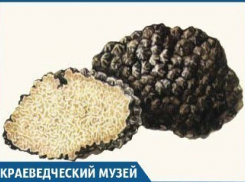 Трюфелями, которые растут в Краснодарском крае, уже не удивишь
