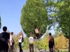 В Краснодаре полиция организовала проверку из-за повреждения подростком дерева в парке Галицкого