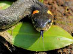 Эксперты Кубани расскажут все о «фантастических тварях»: почему краснодарцам стоит бояться змей?