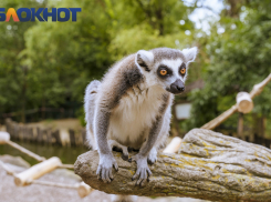 Попрошайки с характером: в Краснодаре поселились лемуры - «злые духи» Мадагаскара