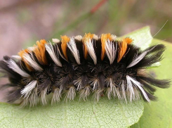 Безжалостного американского вредителя победят за счет жителей Краснодарского края