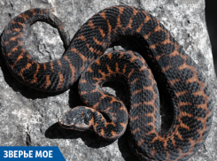  «Зверье мое»: почему не стоит убивать гадюк в Краснодарском крае