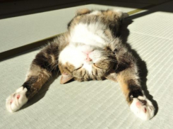 В Краснодаре столбики термометров перевалят за 20 градусов тепла