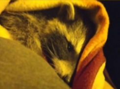 Маленьких енотов, оставшихся без мамы, спасли жители Кубани 