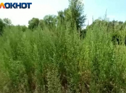 «Платить за корень по рублю»: в Краснодаре объявили войну амброзии