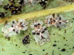 Дубовую кружевницу может победить новый препарат из Краснодара 