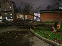 В Краснодаре сильный ветер вырвал с корнями несколько деревьев