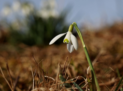 Более 45 тысяч гектаров озимых культур Кубани погибли из-за непогоды