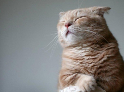  Жарким и ветреным ожидается день на Кубани 