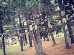 В Краснодаре в Ботаническом саду на деревья прибили иконы