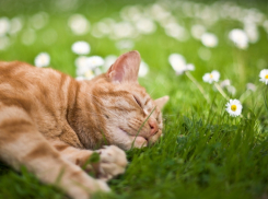 Облака скроют солнце в Краснодаре