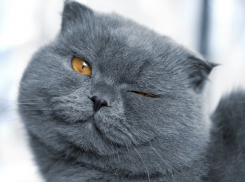 Потепление и кратковременные дожди ожидают кубанцев в пятницу