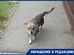 В Краснодаре пёс без ошейника устроил «блокпост» у дверей дома