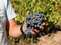 Для продвижения кубанского вина будет создан виноградный питомник