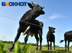 Карантин ввели в хуторах Краснодарского края из-за болезни скота