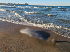 Мертвого дельфина обнаружили на берегу Черного моря 