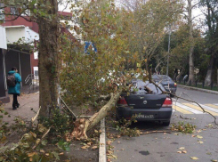 В центре Сочи ураганный ветер валит деревья на машины