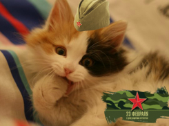 Дожди продолжатся на Кубани в День защитника Отечества