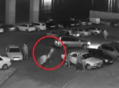 В Краснодаре лошадь врезалась во внедорожник 