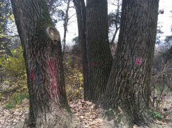 Старые срубят, новые посадят: на «Тропе здоровья» обновят лесополосу