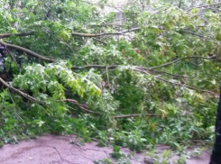 В Краснодаре дерево рухнуло на девушку