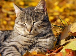  Начинается осень: на Кубани пойдут дожди 