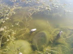 Массово гибнет рыба на Суджуксой косе в Новороссийке 