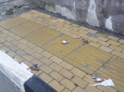 В Сочи зафиксирована массовая гибель птиц