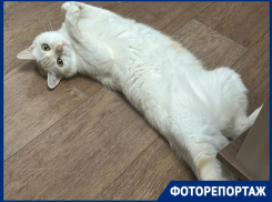 Краснодарцы во Всемирный день кошек показали своих пушистиков 