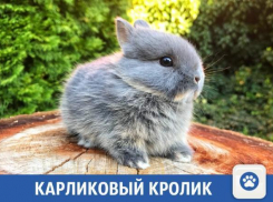 Милых карликовых кроликов продают в Краснодаре