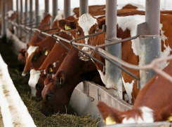 Экспорт мяса и молочной продукции на Кубани достиг 26 млн долларов