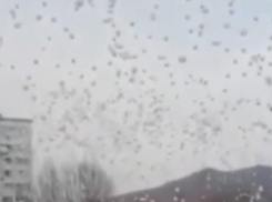 Тысячи шаров взлетели в небо над Кубанью в память о жертвах трагедии в Кемерово