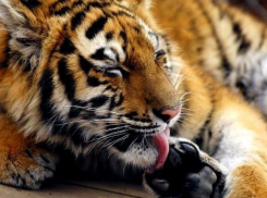 Тигрица из Геленджика отправилась в Приморье на встречу с женихом