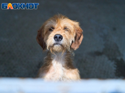  Бездомных собак отловят в 8 микрорайонах и посёлках Краснодара