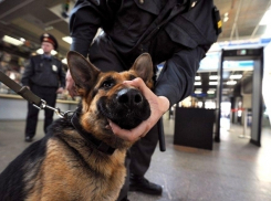 Сонного офисного работника в Сочи объявили наркоманом и заставили приседать голым