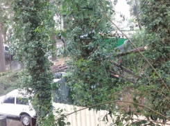 Ураганный ветер повалил деревья в Сочи