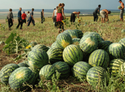 Суровый охранник арбузов застрелил возлюбленную после ссоры на Кубани