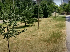 «Выковать меч или топор»: краснодарский активист предложил мэру города лично вырубать загубленные молодые деревья