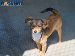 Бездомных собак отловят в четырёх районах Краснодара