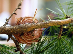 В Сочи спилили кедр времен 19 века