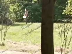 Мастурбирующего мужчину заметили в Ботаническом саду Краснодара: «он ходит сюда несколько лет»