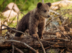 Потерявшегося медвежонка сбила машина в Сочи