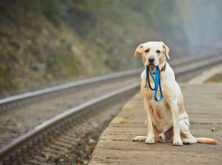 В Краснодаре найти потерявшегося питомца станет проще