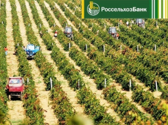 За 7 месяцев 2017 года Краснодарский филиал РСХБ выдал 20,7 млрд рублей инвестиционных кредитов