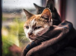 В Туапсе и Анапе вновь ожидаются дожди