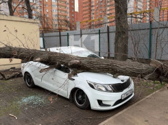 Сносит людей и валит деревья: на Краснодар обрушился ураганный ветер 