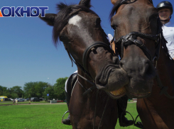 Женские шляпки и лошади: в Краснодаре анонсировали открытие скакового сезона