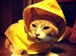  Неделя на Кубани начнется с дождей и гроз 